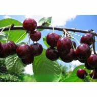 Саженец Вишня Чудо-вишня